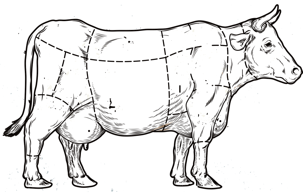 vache illustration